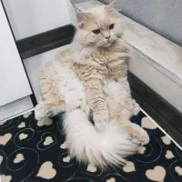 گربه جهت جفت