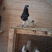 جوجه کله ای