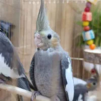 جوجه عروس هلندی ماده