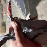 سبز پلاکی گم شده