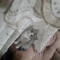 واگذاری رایگان گریه