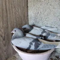 نر ماده دمگیر کفتر کبوتر خرقه واز