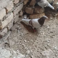 اقون زات دار