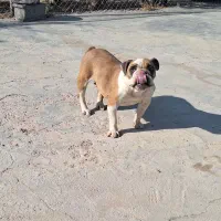 سگ چاوچاو|سگ|زرندیه, |دیوار