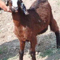 بز و گوسفند و بزغاله نر