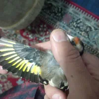 سهره (ماده) روبه مستی|پرنده|قروه, |دیوار