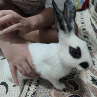 خرگوش با هوش