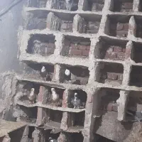 فروش کفتر