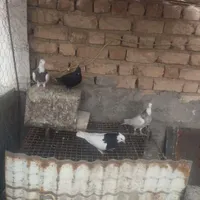 کبوتر رنگی|پرنده|مرودشت, بیست متری بیمارستان|دیوار