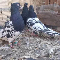 کبوتر کله ای درسوسنگرد.|پرنده|اهواز, منازل کارون|دیوار