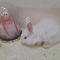 بچه خرگوش|موش و خرگوش|نجفآباد, قلعه سفید|دیوار