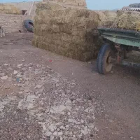 یونجه