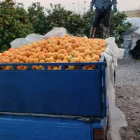 پرتقال تامسون درجه1سرباغ