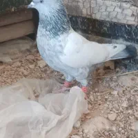 کبوتر سینه سبز|پرنده|شیراز, داریون|دیوار