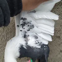 دمسیا ماده|حیوانات|همدان, |دیوار