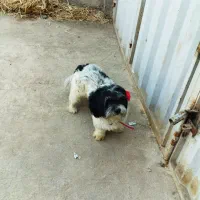 سگ پا کوتاه نر