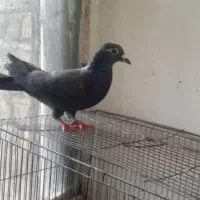 آگهی خوب بخون