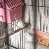 فنچ و مرغ عشق|پرنده|جوانرود, |دیوار