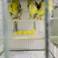 قناری فر آجی ۲۰۲۵|پرنده|یزد, |دیوار