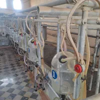 کارگر ایرانی شیردوش تمام وقت + خانه رایگان