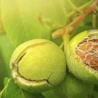 فروش باغ گردو