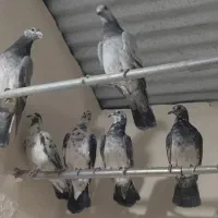 سار و سوسکی بزک|پرنده|مشهد, کوی المهدی|دیوار