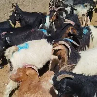 بز کهره  دار داشتی روزگاری