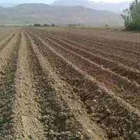 زمین کشاوزری پسته کاری شده