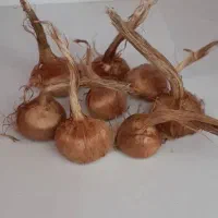 پیاز زعفران