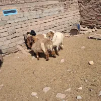 بره چاق و قوچی