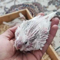 جوجه عروس آلبینو دوکت تک کت و تک خال سرلاکی|پرنده|بهشهر, |دیوار