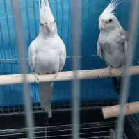 جفت ملدکارداده ضمانتی آلبینو|پرنده|یزد, |دیوار