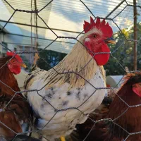 فروش خروس محلی تماما ارگانیک و دان مقوی