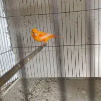 قناری فر ورسمی|پرنده|مبارکه, |دیوار