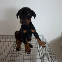 دبرمن|سگ|کاشان, شهرک فرهنگیان|دیوار