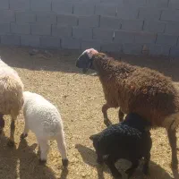 ۲۶ راس میش زایده|حیوانات مزرعه|شهر بابک, |دیوار