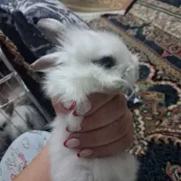 خرگوش|موش و خرگوش|تهران, راه آهن|دیوار