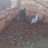 ماده ابلغ امانتی بوده