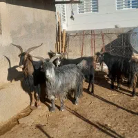 سابرون یخته