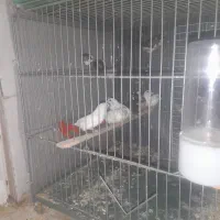 فنج نرگسی مولدبشرط|پرنده|کرج, باغستان|دیوار
