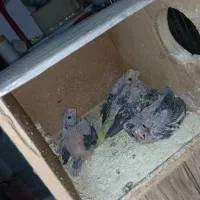 جوجه عروس هلندی