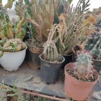 فروش انواع کاکتوس با قیمت مناسب در گلخانه منزل