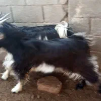 دو راس بره نردرجه یک چاق تخت|حیوانات مزرعه|داراب, |دیوار