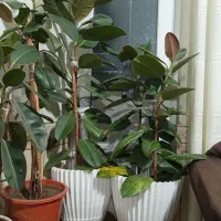 گل ها|گل و گیاه طبیعی|سی‌سخت, |دیوار