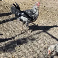 مرغ و خروس گلین|حیوانات مزرعه|سیرجان, |دیوار