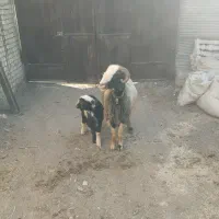 نمیشه بره گوسفند،قوچ بز|حیوانات مزرعه|نجف‌آباد, کهریزسنگ|دیوار