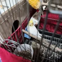 عروس هلندی لیتینو نر