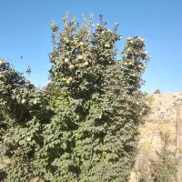 خانه باغ 750متری|فروش خانه و ویلا|ایلام, |دیوار