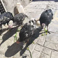 ماده بوقلمون ۳عدد|حیوانات مزرعه|سیرجان, |دیوار