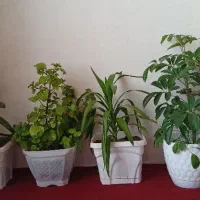 گل و گلدان